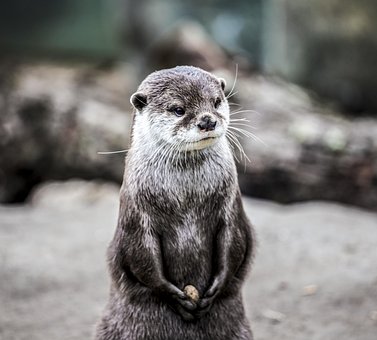Free Animal Otter photo and picture