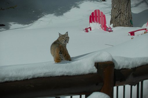 Free Bobcat Winter photo and picture