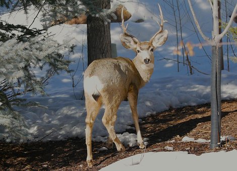 Free Deer Wildlife photo and picture