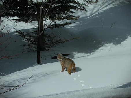 Free Bobcat Winter photo and picture