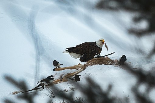 Free Eagle Eating photo and picture