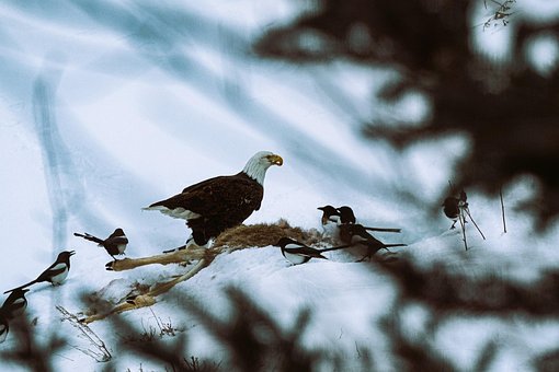 Free Eagle Eating photo and picture