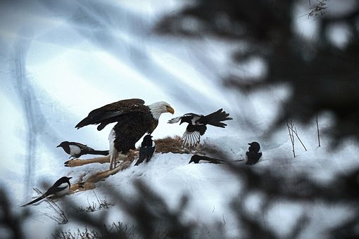 Free Eagle Eating photo and picture