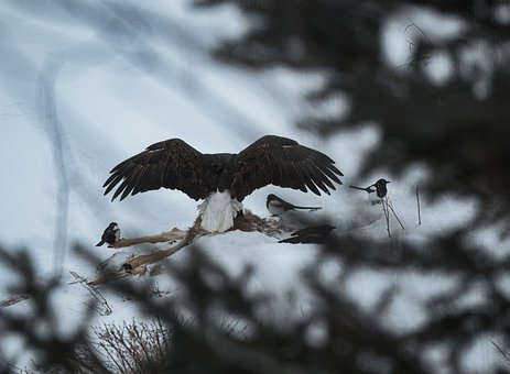 Free Eagle Eating photo and picture