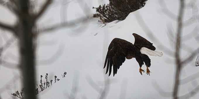 Free Eagle Eating photo and picture