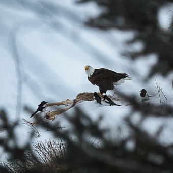 Free Eagle Eating photo and picture