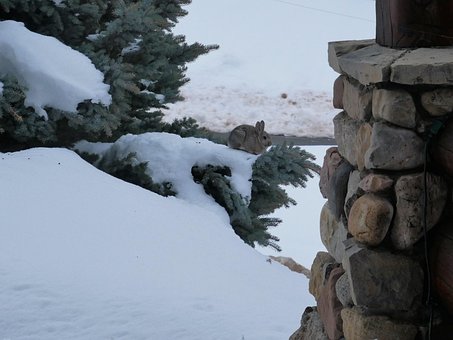 Free Bunny Winter photo and picture