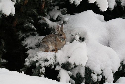Free Bunny Eating photo and picture