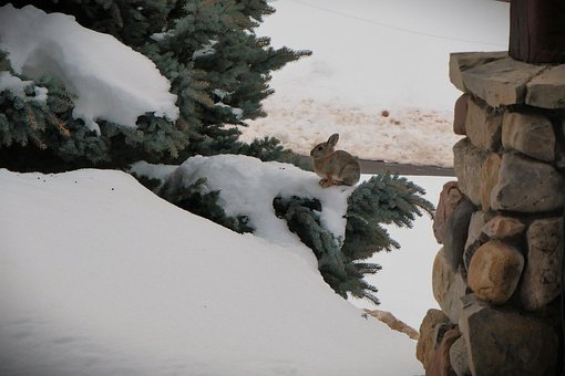 Free Bunny Winter photo and picture