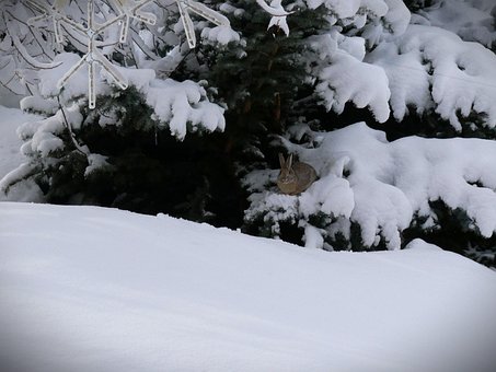 Free Bunny Winter photo and picture