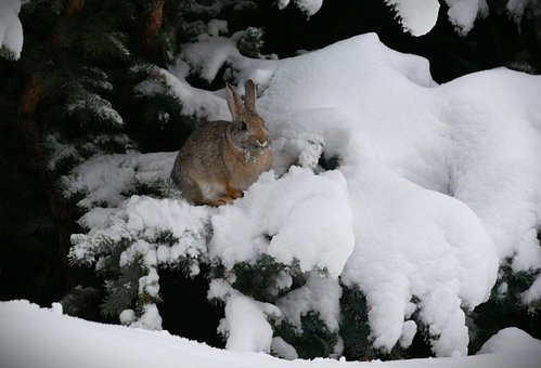Free Bunny Winter photo and picture
