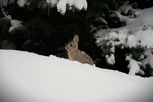 Free Bunny Winter photo and picture