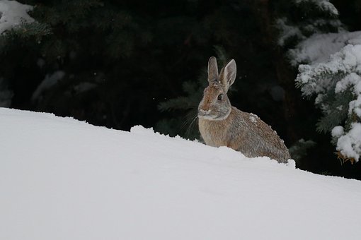 Free Bunny Winter photo and picture