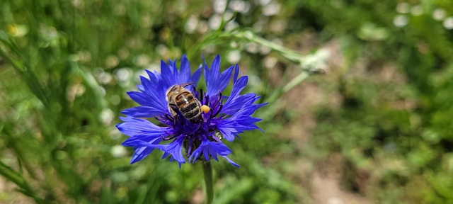 Free Bee Free Background photo and picture