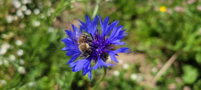 Free Bee Polen photo and picture