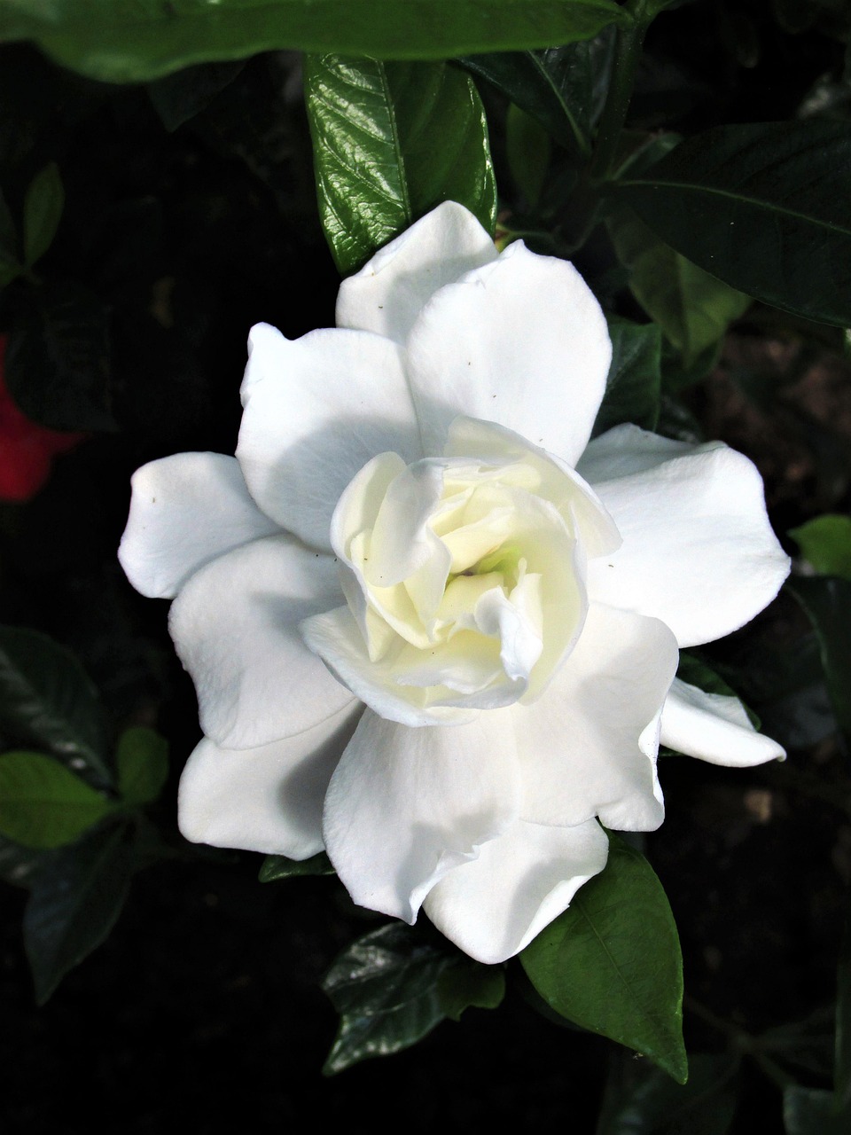 Gardenia Aroma Flower White Free photo on Pixabay Pixabay