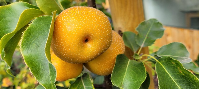 Free Fruit Beautiful Wallpaper photo and picture