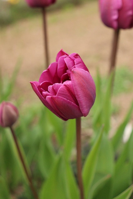 Free Tulips Spring photo and picture