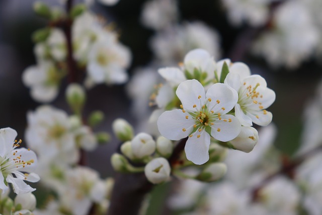Free Blossom Apple Blossom photo and picture