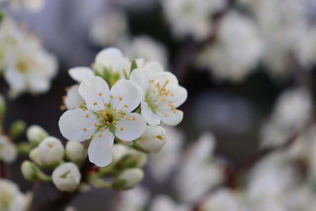 Free Blossom Apple Blossom photo and picture