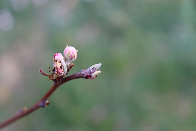 Free Blossom Pear Blossom photo and picture