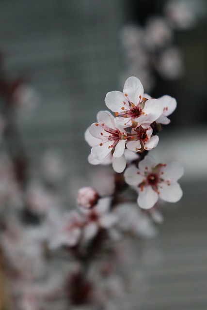 Free Sakura Cherry Flowers photo and picture