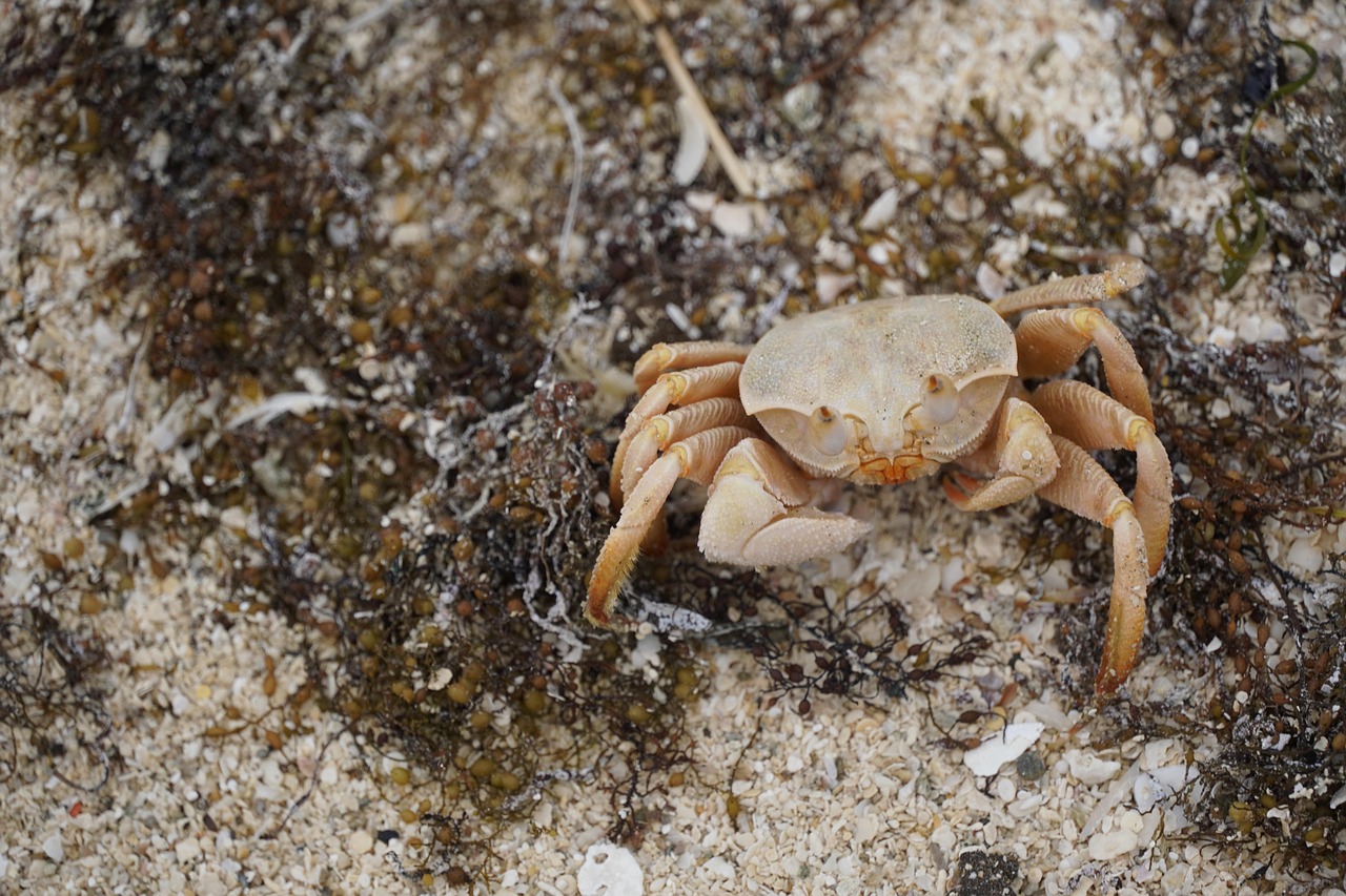Krabber Krepsdyr Kl r Gratis Foto P Pixabay Pixabay