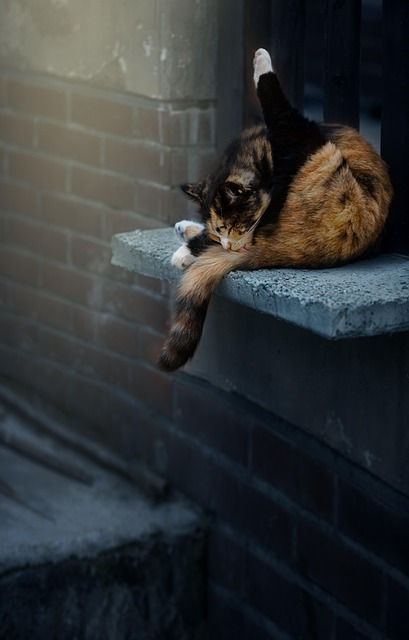 Free Animal Nature photo and picture