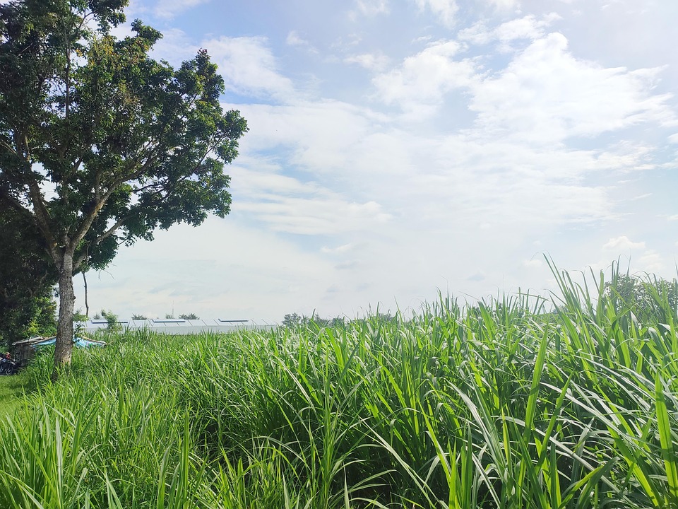 Natural Tree Scenery - Free photo on Pixabay