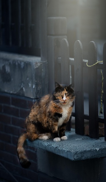 Free Animal Cat photo and picture
