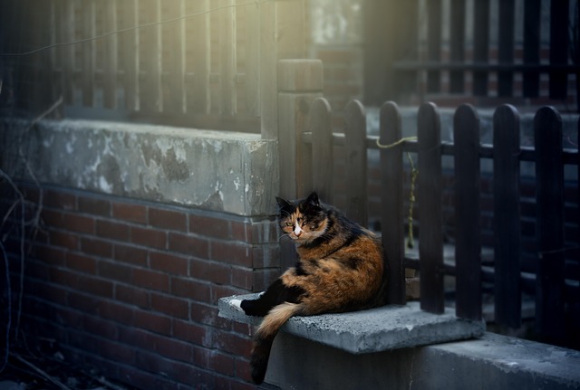 Free Fence Feral Cat photo and picture
