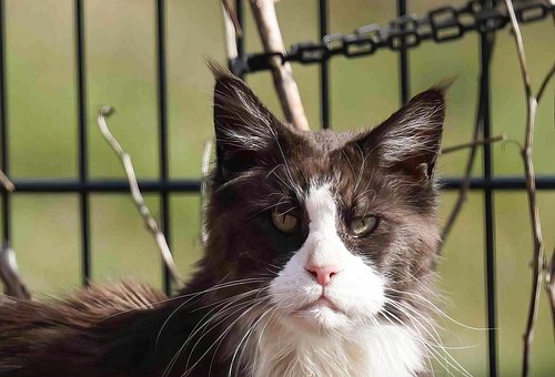 Free Grimmig Katze photo and picture