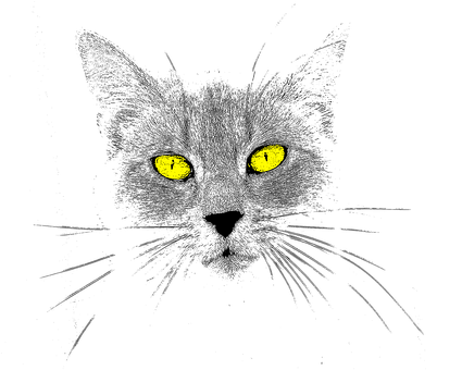 Free Cat Animal illustration and picture