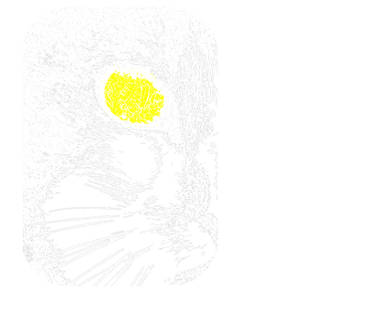 Free Cat Animal illustration and picture