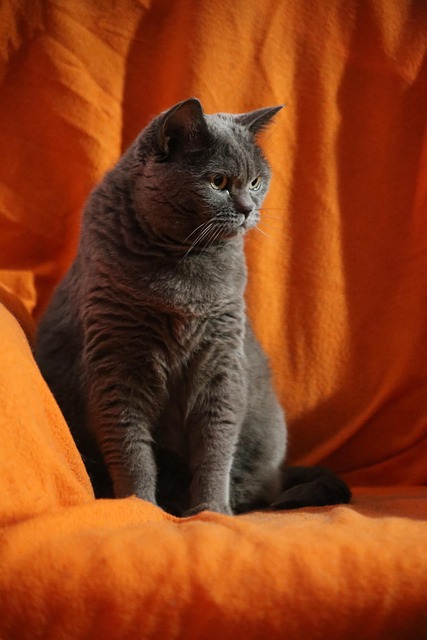 Kat, Dyr, Maskot, Portræt, Kæledyr