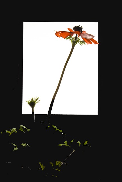花, 早晨, 阳光, 窗口, 绿色, 红色, 热情, 渴望, 爱情, 挑战