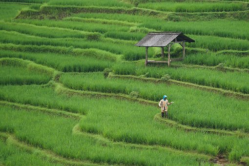 Free Rice Field Paddy Field photo and picture