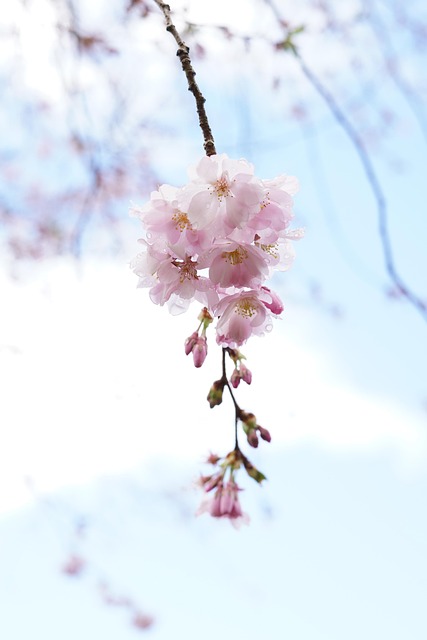 Free Cherry Blossom Cherry Tree photo and picture
