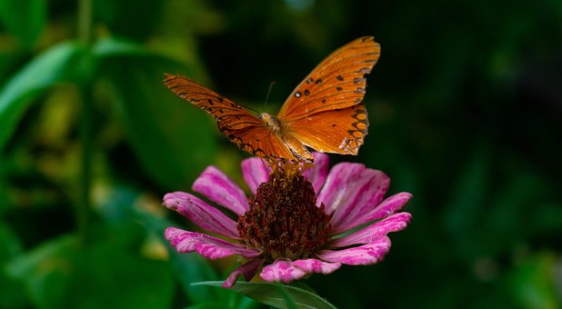 Free Butterfly Nature photo and picture