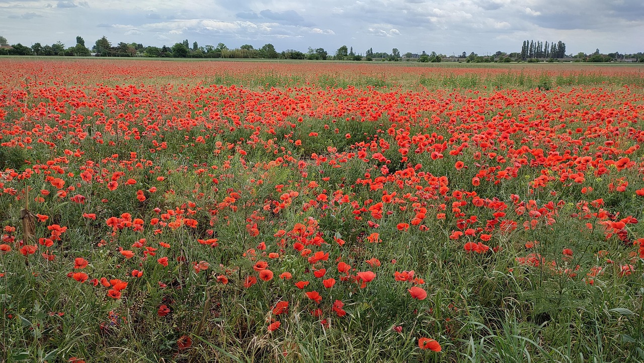 Poppies Landscape Nature Free Photo On Pixabay Pixabay