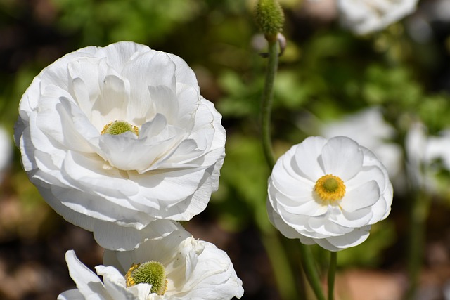Free Flower Hd Wallpaper photo and picture