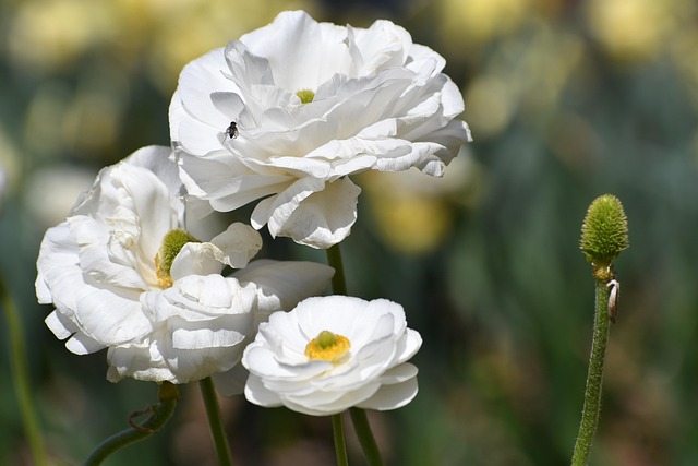 Free Ranunculus Lyallii Flower photo and picture