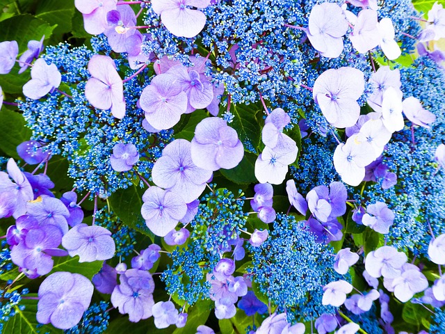 Free Hydrangea Blue photo and picture