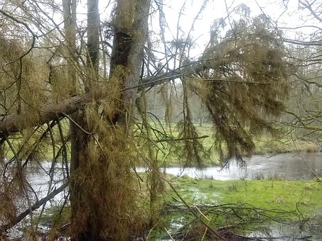 Wald, Baum, Lichtung, Umgestürzt, Bach