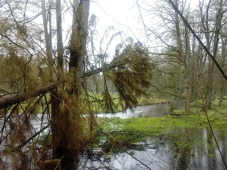Wald, Bach, Regen, Umgestürzt, Garten