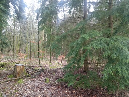 Wald, Grün, Baum, Frühjar, Baumstumpf