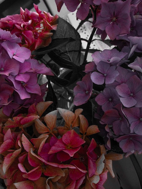 Free Garden Hydrangea photo and picture