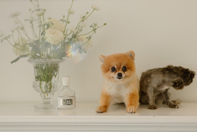 Free Baby Dog Flowers photo and picture