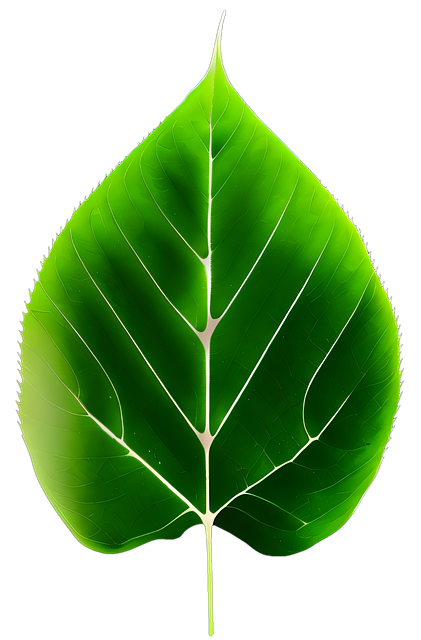 Grønn, Fersk, Blad, Natur, Anlegg, Vår