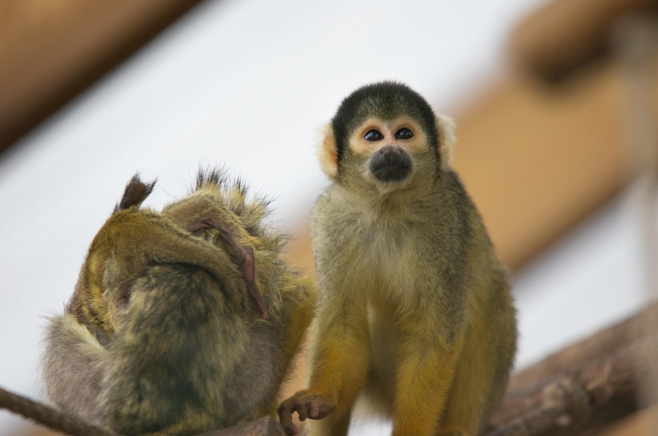 Monkeys Primates Animals Free photo on Pixabay
